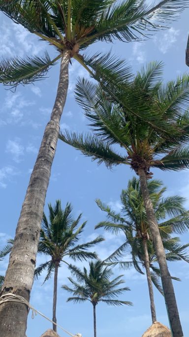 Palm Trees, Mexico.